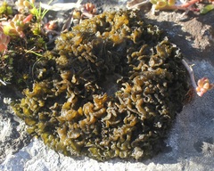 Lathagrium cristatum