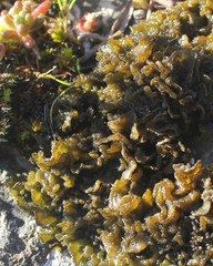 Lathagrium cristatum