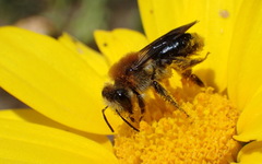 Andrena sola