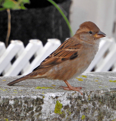Passer domesticus