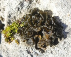 Lathagrium cristatum