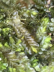 Liochlaena lanceolata