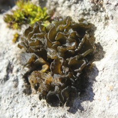 Lathagrium cristatum