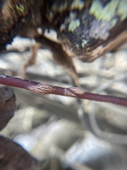 Neolasioptera cornicola