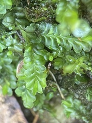 Liochlaena lanceolata