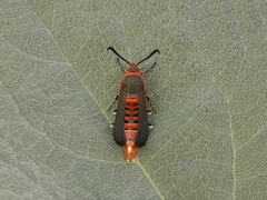 Eichlinia grande