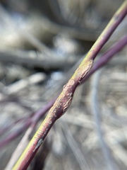 Neolasioptera cornicola