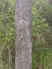 Corymbia tessellaris