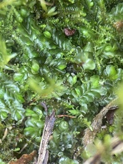 Liochlaena lanceolata