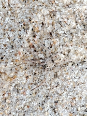Arctosa perita