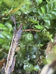 Liochlaena lanceolata