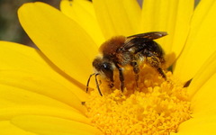 Andrena sola