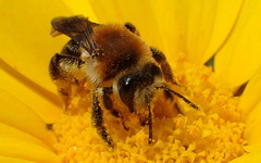 Andrena sola