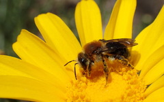 Andrena sola