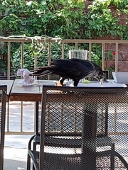 Corvus corax