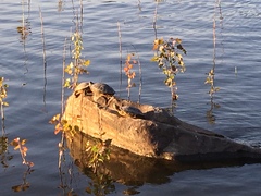 Trachemys scripta elegans