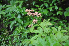 Rodgersia