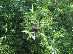 Agelaius phoeniceus