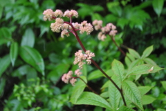 Rodgersia