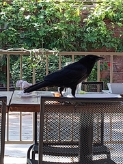 Corvus corax