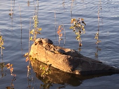 Trachemys scripta elegans