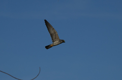 Falco concolor