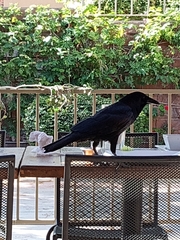 Corvus corax