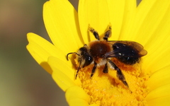 Andrena sola