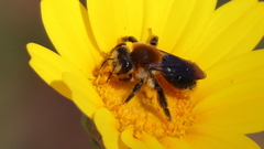 Andrena sola