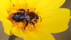 Andrena sola