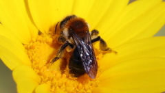 Andrena sola