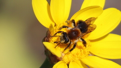 Andrena sola