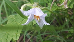 Solanum juvenale