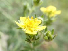 Potentilla argentea