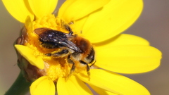Andrena sola