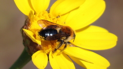 Andrena sola