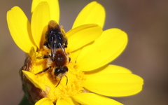 Andrena sola