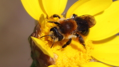 Andrena sola