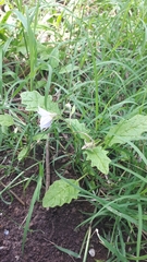 Solanum juvenale