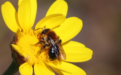 Andrena sola