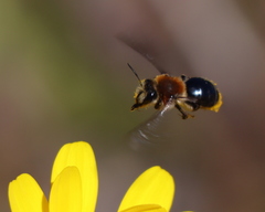 Andrena sola