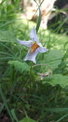 Solanum juvenale