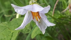 Solanum juvenale