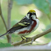 Chestnut-sided Warbler - Photo (c) Mike H, some rights reserved (CC BY-NC), uploaded by Mike H