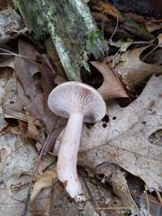 Lactarius imperceptus