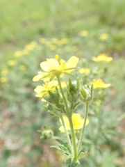 Potentilla argentea