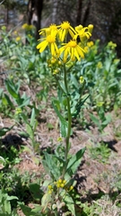 Senecio ampullaceus