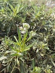 Eriodictyon trichocalyx