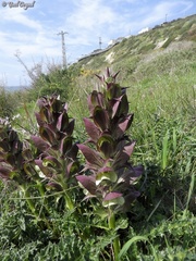 Acanthus syriacus