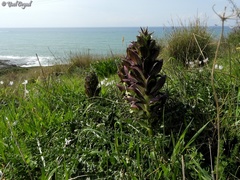 Acanthus syriacus